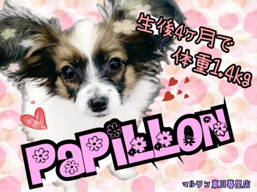 【 パピヨン 】生後4カ月半で1.4kgの抱っこサイズでお手入れも楽々！
