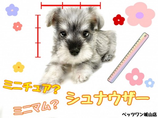 【 ミニチュアシュナウザー 】片手に乗ってしまう驚異の小ささのパピーシュナウザー
