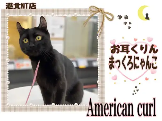 【 アメリカンカール 】スタイリッシュなブラックキャットのカール君