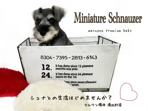 【 ミニチュア・シュナウザー  】生後62日のスタイリッシュなオシャレBOY