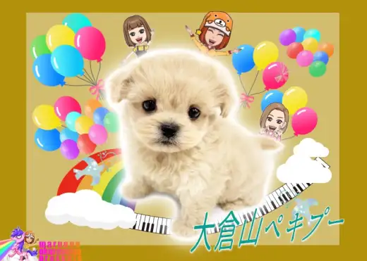 【 MIX 】マズル短めドワーフボディ!毛量満点・環境馴れ抜群なペキプーちゃん!