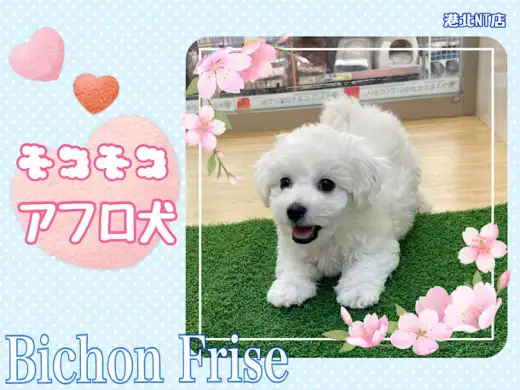 【 ビションフリーゼ 】スタイリッシュなアフロ犬目指す小さなビションくん