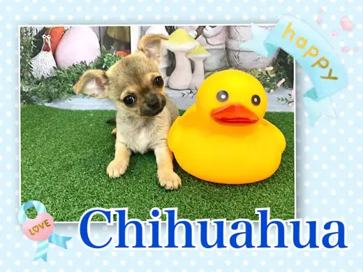 【 チワワ 】お茶目な女の子、スムチーちゃんの生後103日