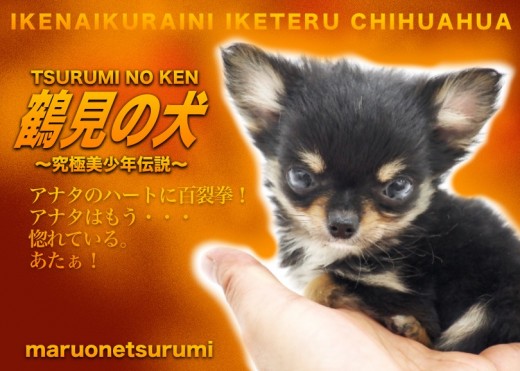 【 男前チワワ 】イケメンパラダイス注意報!ブラックタン&ホワイトのナイスガイ!
