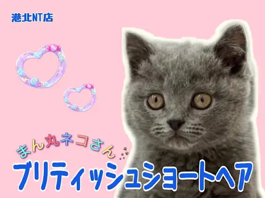 【 ブリティッシュショートヘア 】青い被毛の丸いネコ、マロ眉がかわいい女の子