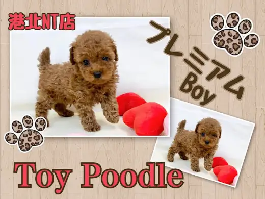 【 トイ・プードル 】可愛さ抜群のPuppy横浜のプレミアムなプー君参上！