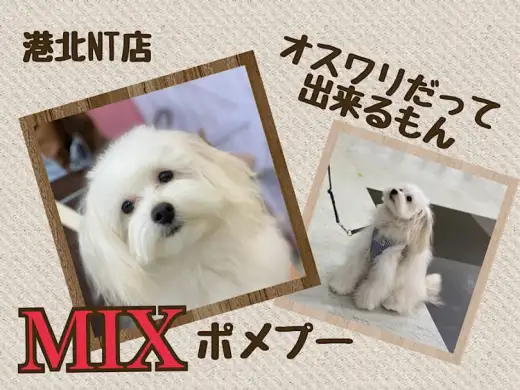 【 ミックス犬 】理解力に優れたNT店NO.1！育てやすいポメプー君!