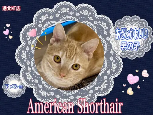 【 アメリカンショートヘア 】お迎え準備バッチリ！順応性豊かなアメショ君