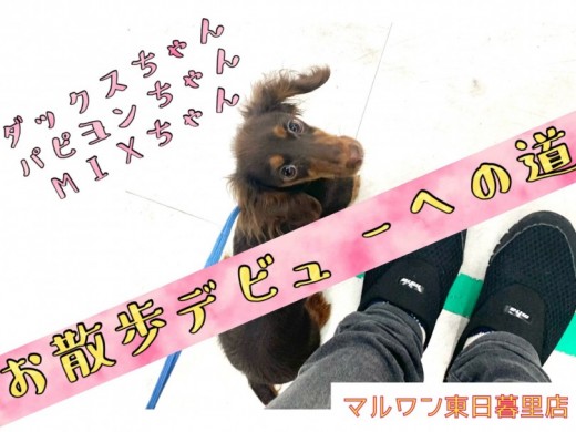 【 トレーニング 】ワクチンプログラム終了！～お散歩デビューへの道～