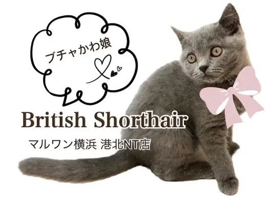【 ブリティッシュショートヘア 】二重アゴのぶちゃかわ猫さん