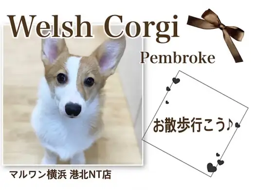 【 コーギー 】コーギーちゃんと健康的な生活、始めませんか？