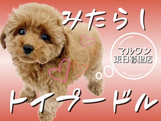 【 トイプードル 】濃厚みたらしレッドプードル～しっぽ長め愛情表現爆発系女子～