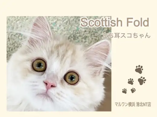 【 スコティッシュフォールド 】ミルクティーカラーのエレガントなスコちゃん