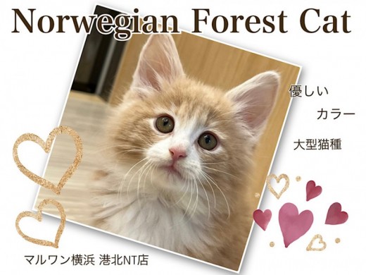 【 ノルウェージャンフォレストキャット 】優しいカラーの大型猫種の女の子！