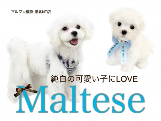 【 マルチーズ 】純白の天使マルチーズの可愛いポイント教えちゃいます！