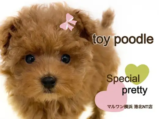 【 トイ・プードル 】ミニマムサイズのミラクルキュートなトイプーちゃん