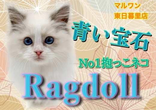 【 ラグドール 】圧倒的な美しさ！容姿も性格も最上級のジュエリーキャット！