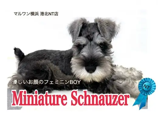 【 ミニチュア・シュナウザー 】長いまつ毛と美ボディのパーフェクトBOY