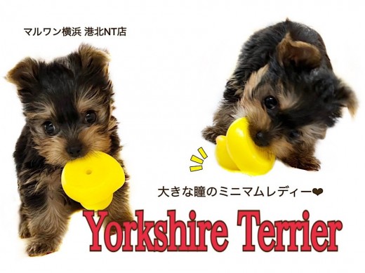 【 ヨークシャーテリア 】キラキラ大きな瞳を持つミニマムレディ！
