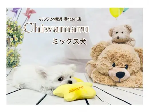 【 ミックス 】360g！小さなハイブリッドチワマルちゃん！