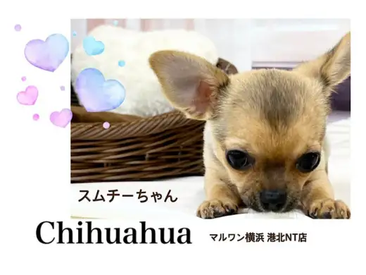 【 チワワ 】4ヶ月のキュートな短足スムチーちゃん