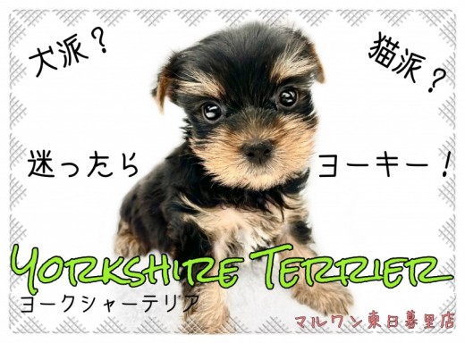 【 ヨークシャーテリア 】ネコっぽいイヌ？魅力たっぷりのヨーキー沼にはまれ！