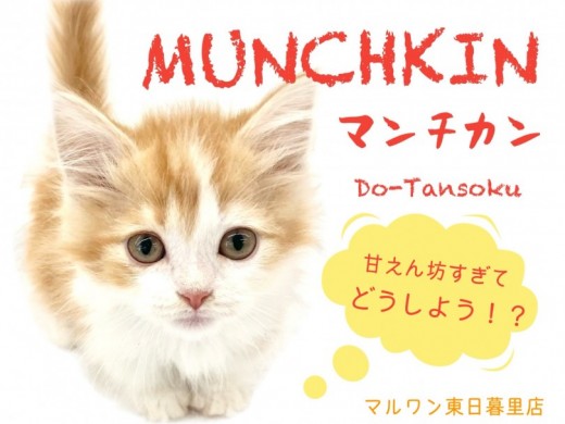 【 マンチカン 】DO-TANSOKUってなに！？東日暮里マンチの秘密を徹底解明