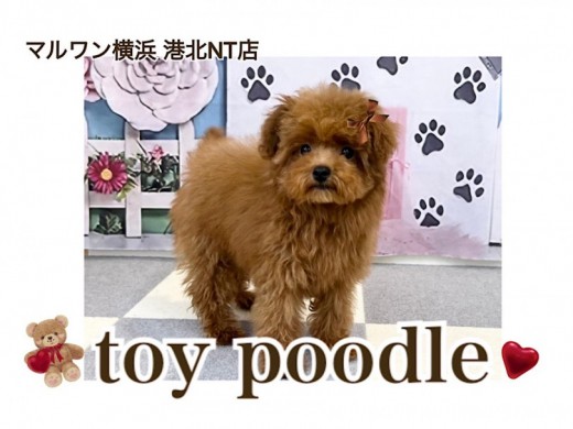 【 トイ・プードル 】ぷちサイズの愛嬌たっぷり！ゆるふわガール