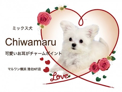 【 ミックス 】どうなるお耳？成長が楽しみのプッチーサイズのチワマルちゃん！