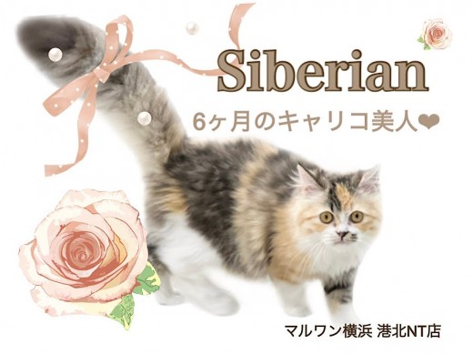 【 サイベリアン 】フレンドリーな美猫、6ヶ月のキャリコの女の子