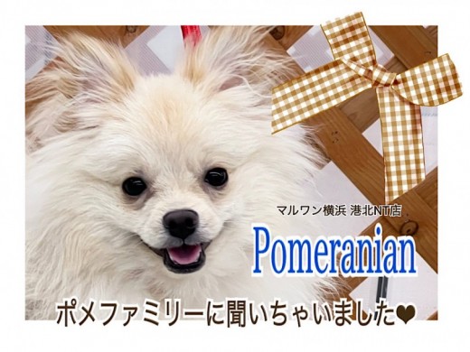 【 ポメラニアン 】『ここが可愛い』をポメファミリーに聞いちゃいました！