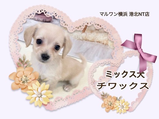 【 ミックス犬 】チワワフェイスに短足胴長ボディのハイブリッドガール！