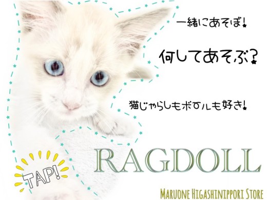 【 ラグドール 】犬派にオススメナンバーワンキャット！見た目は美猫、中身は・・？