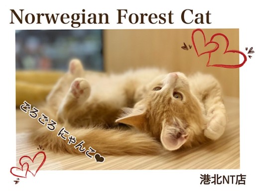 【 ノルウェージャンフォレストキャット 】穏やか大型猫さん！美猫に成長中！