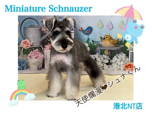 【 ミニチュア・シュナウザー 】天真爛漫な生後4ヶ月のシュナくん！