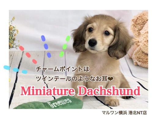 【 ミニチュア・ダックスフント 】ツインテールの様な耳とタレ目が可愛い女の子