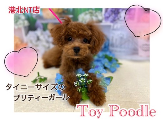 【 トイ・プードル 】タイニーサイズのお茶目なプーちゃん