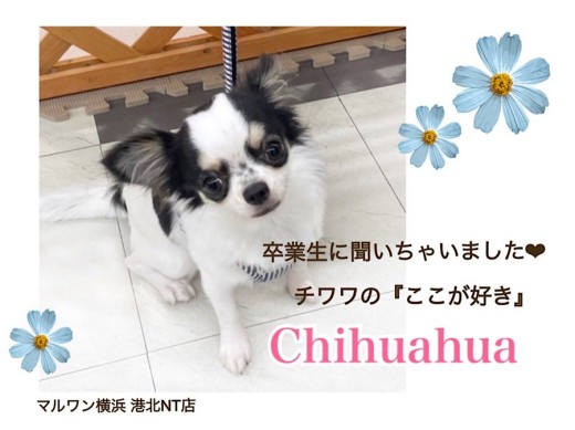 【 チワワ 】卒業生のチワワファミリーに聞いちゃいました！チワワのここが好き！