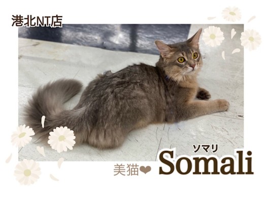 【 ソマリ  】優雅でスタイリッシュな9ヶ月のソマリくん！