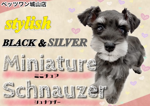 【 ミニチュアシュナウザー 】見た目はスタイリッシュ!中身は甘えん坊な子犬