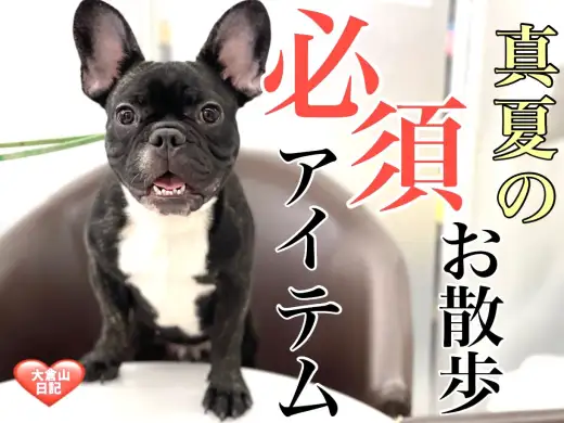 【 7/19暑中御見舞申し上げます 】熱中症予防の必須アイテム！お散歩編