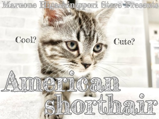 【 アメリカンショートヘア 】イケメン？可愛い？全て見つけられるのはあなただけ！