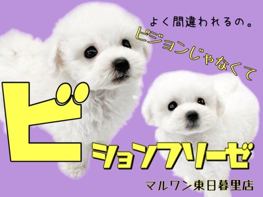 【 ビションフリーゼ 】毛量・可愛さ・賢さ全部僕にお任せ！ピじゃなくてビション！