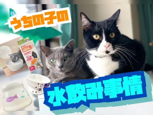 【 松島体験談 】生命活動に重要なお水をちょっと見てみて！愛猫の水飲み事情