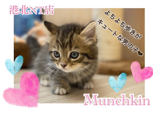 【 マンチカン 】短足まる顔！究極の癒しにゃんこマンチカン君