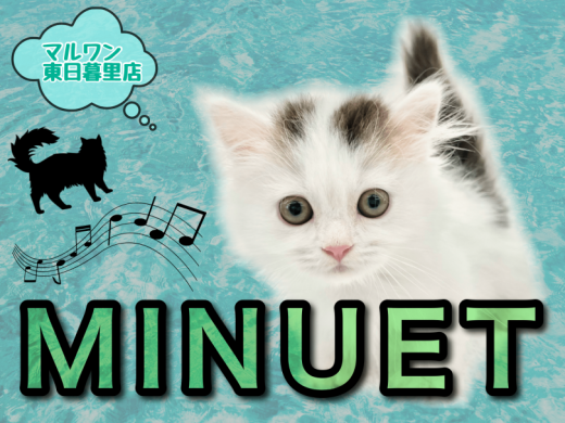 【 ミヌエット 】最強のハイブリッド短足にゃんこ！～希少カラーと共に～