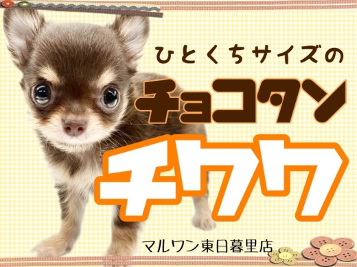 【 チワワ 】一口サイズ！？ロングコートのチョコレートボーイがやってきた！