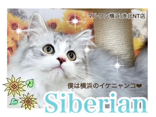 【 サイベリアン 】子猫なのにイケメンすぎる4ヶ月のサイベリアン君