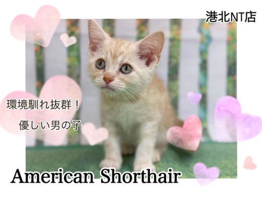 【 アメリカンショートヘア 】環境馴れ抜群！クリームタビーの男の子！
