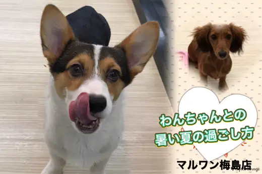 【 お役立て情報 】ワンちゃんとの真夏の過ごし方スペシャル！